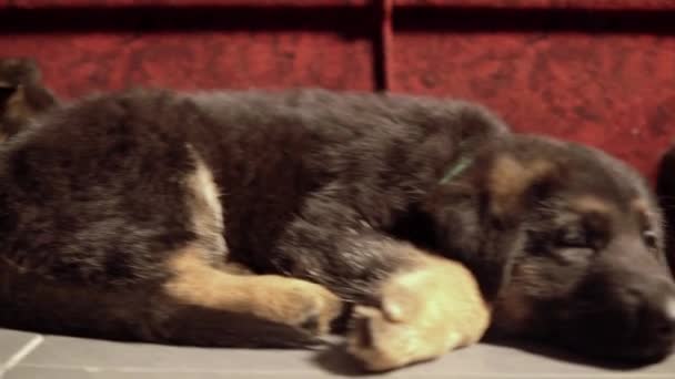 Quatre chiots bergers allemands fatigués gisent sur le sol 