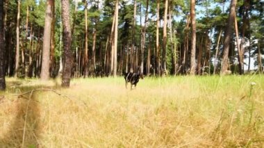 İki Doberman güneşli bir günde çimenler içinde tarladaki orman parkında koşuyor..