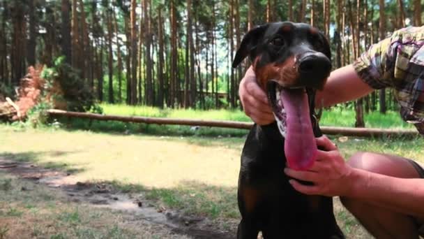 Retrato de perro con manos de hombre acariciando perro mascota Doberman caminando en el bosque . — Vídeos de Stock