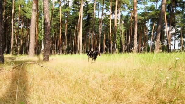 Dois Dobermans estão correndo no parque florestal no campo na grama no dia ensolarado . — Vídeo de Stock