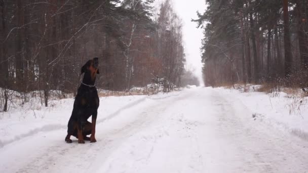 Dobermanský pes skučí jako vlk, který sedí na cestě v lese v zimním sněhu. — Stock video