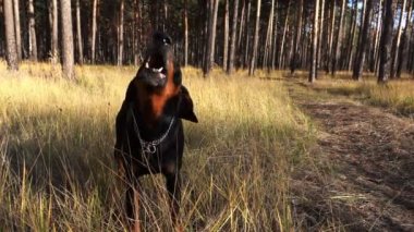 Sonbahar güneşli gün çam ormanı arka planda çim bir çayır içinde Doberman köpek havlar.