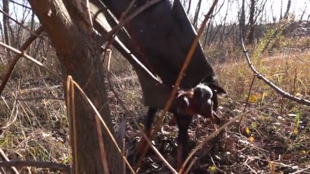 Doberman perro mascota está jugando con la cámara de ruedas que cuelga en el árbol . — Vídeo de stock