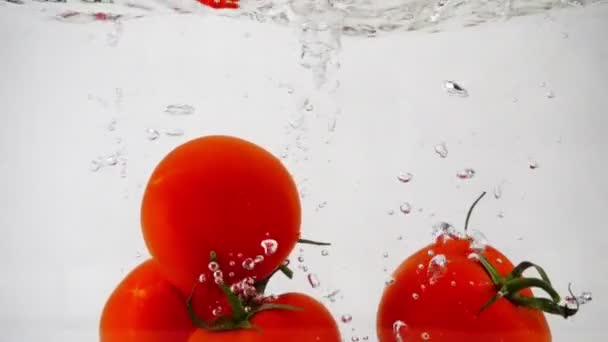 Vier rode tomaten met een takje herfst met een plons in het water op witte achtergrond — Stockvideo