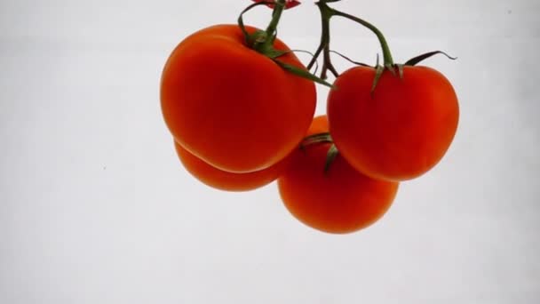 Fyra mogna tomater flyter i vatten på en vit bakgrund — Stockvideo