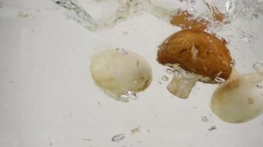 Üç mantar şampiyonu beyaz arka planda yavaşça kaynar suya batar.