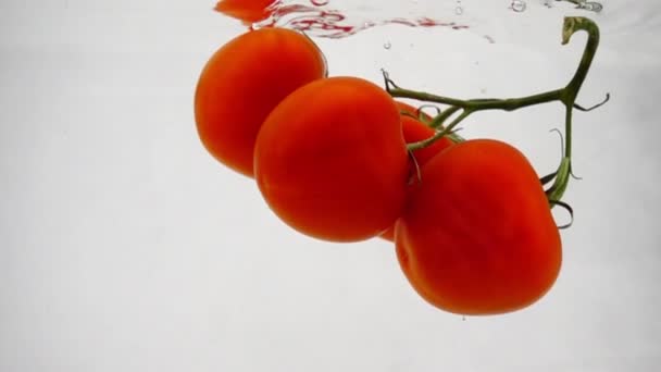 Vegetables red tomatoes slowly sink into the water on a white background — ストック動画