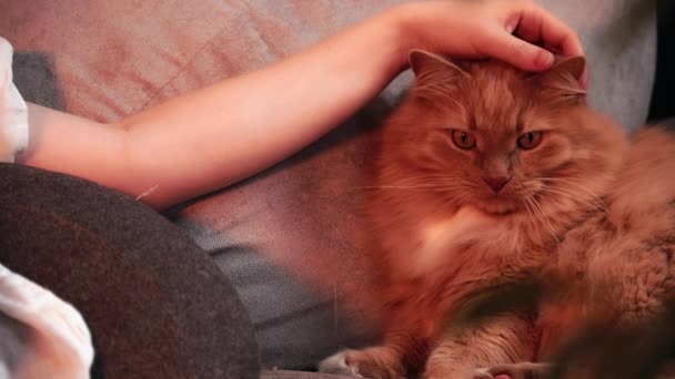 Рука дівчат погладжує голову червоної кішки, що сидить на дивані — стокове відео
