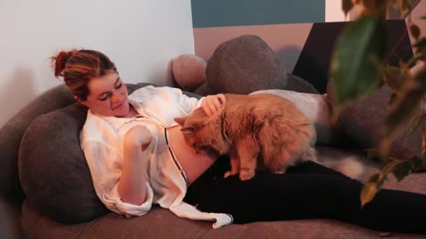 Femme enceinte caresse le chat caressant rouge assis à ses jambes — Video