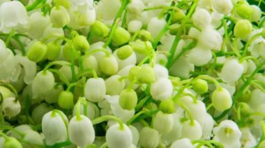 Vadi tomurcuklarının taze beyaz muguetinin makro fotoğrafları.