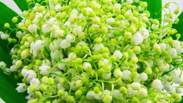 A bouquet of blooming white muguet of the valley buds timelapse shooting — Stock Video
