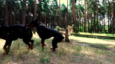 İki büyük siyah doberman ormanda koşuyor.