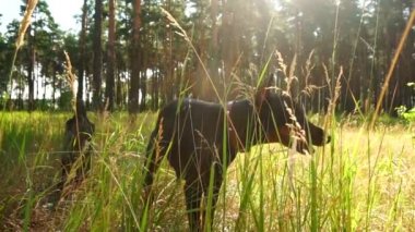 Siyah doberman ormandaki çimlerde duruyor ve çim çiğniyor.