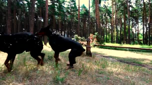 Dos grandes dobermans negros están jugando y corriendo en el césped del bosque — Vídeo de stock