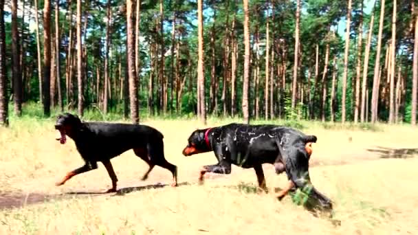 Twee zwarte honden rennen de een na de ander op het grasveld in het bos. — Stockvideo