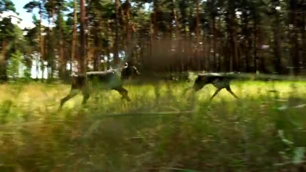 Dwóch czarnych dobermanów biegnie po lesie i skacze przez kłodę. — Wideo stockowe