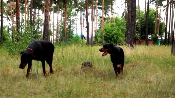 Zwei Dobermänner rennen auf den Rasen und einer fängt an zu beißen — Stockvideo