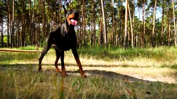 Big black female doberman is walking at the lawn in the forest and stops — Stock Video
