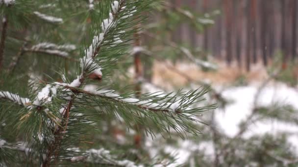 La branche d'épinette se déplace légèrement sous les chutes de neige en hiver — Video