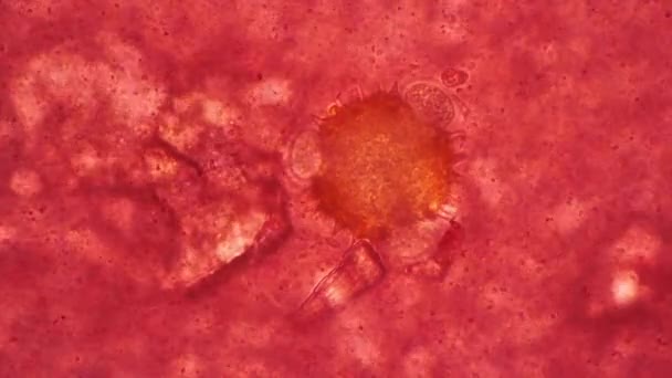 Una célula vírica patógena en la sangre bajo un microscopio de primer plano — Vídeo de stock