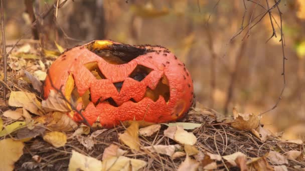 Жуки едят старые гнилые тыквы Джек фонарь в природе — стоковое видео