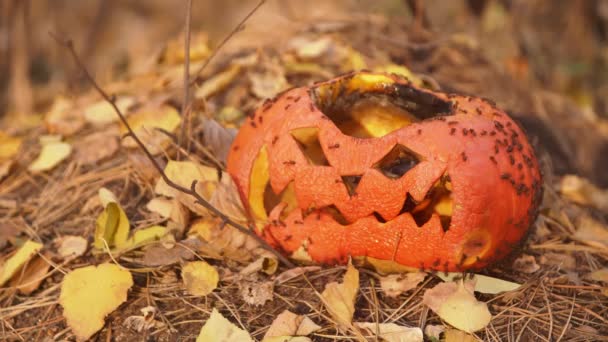 Wrinkled face of a festive pumpkin after Halloween in forest — Stock Video