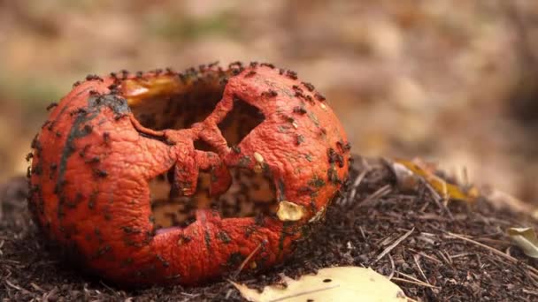 Ameisenkolonie frisst alten ramponierten und morschen Kürbis — Stockvideo