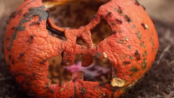 Wrinkled old face of a lantern gourd with ants in it — Stock Video