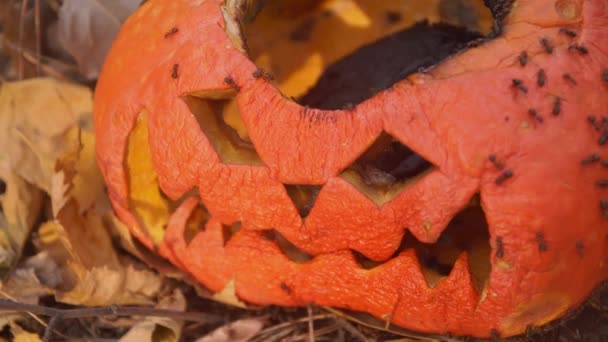 ハロウィーンの後に怖いしわカボチャのランタンの顔を食べるアリ — ストック動画