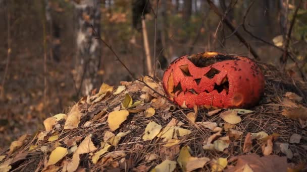 Vieja linterna de calabaza después de Halloween en el bosque con insectos — Vídeo de stock