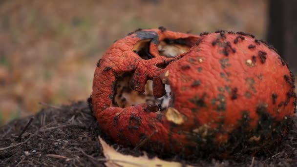 Rotting abóbora espancada Jack lanterna com formigas na natureza — Vídeo de Stock