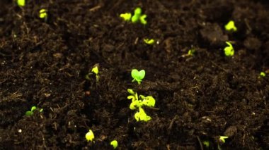 Yeşil filizler toprak makro zaman dilimini delip geçer.