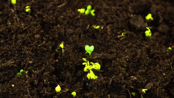 Green sprouts break through soil macro timelapse — Stock Video