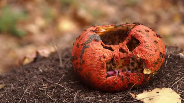Colonia de hormigas se arrastran por toda la calabaza olvidada en el bosque de otoño — Vídeos de Stock