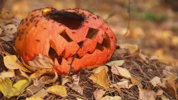 Група мурах повзає над помаранчевим гарбузом на Хеллоуїн у лісі — стокове відео