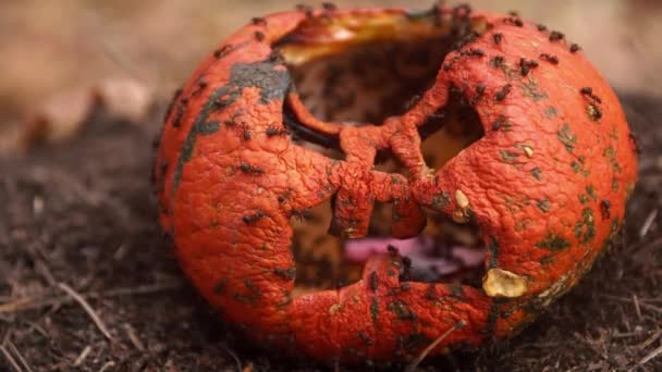 Koloni semut merangkak di dalam labu halloween di hutan — Stok Video
