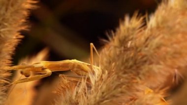 Peygamber devesi bir kazığa oturur ve başka bir kazığa tırmanmaya çalışır.