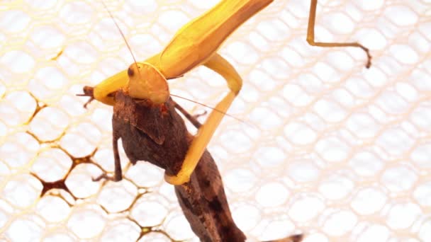 Mantis ha cogido una langosta y se la come sentada en una red — Vídeo de stock