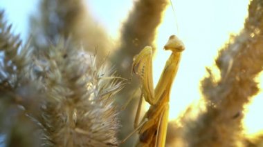 Peygamberdevesi buğday ve kanat çırpma baharatında oturuyor.