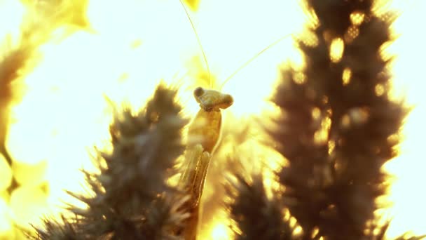 Berdoa mantis duduk moveless di spicule dari wheatear — Stok Video