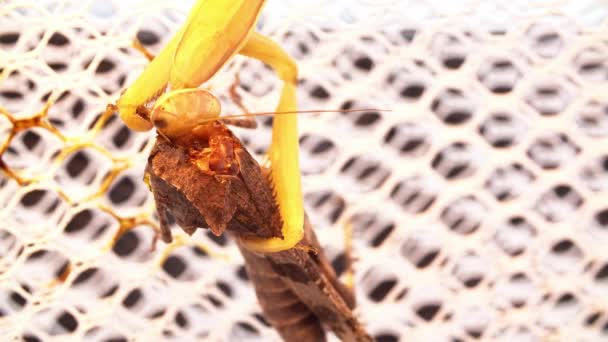 De bidsprinkhaan kleeft aan het net en houdt sprinkhaan vast om zijn lichaam op te eten — Stockvideo
