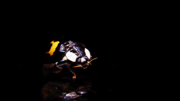 Coccinelle sur le fond noir du miroir nettoie ses pattes et ses feuilles — Video