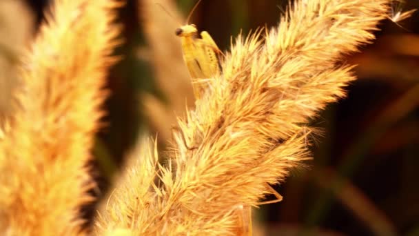 Winzige gelbe Gottesanbeterin klammert sich an die Graspflanze und bewegt sich — Stockvideo