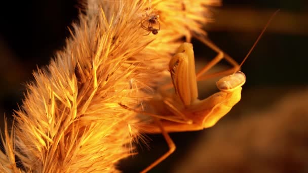 Mantis amarelo está sentado no wheatear e caçando duas aranhas para comê-los — Vídeo de Stock