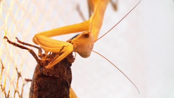 カマキリを祈ることは大規模な頭のイナゴを食べるためにそのmandibullesを移動しています — ストック動画