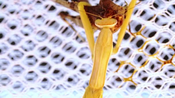 Yellow praying mantis is sitting at the white net and eating the locust — Stock Video