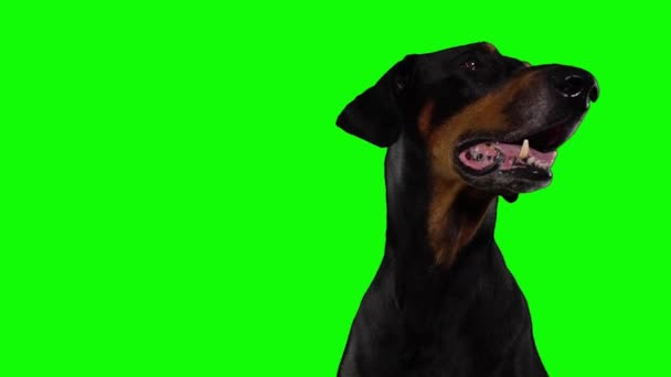 Портрет уставшего добермана Пинчера на зеленом фоне собака дышит — стоковое видео