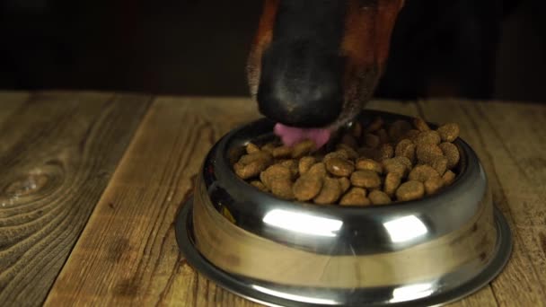 Obrovský černý pes je uchopení kousky suchého krmiva z kovové mísy detailní — Stock video