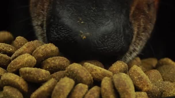도베르만 개는 혀와 이에 매크로를 사용하여 입으로 마른 음식을 먹고 있다 — 비디오