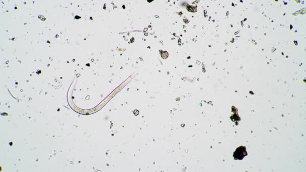 Il piccolo nematode si muove nell'acqua del muschio con le alghe al microscopio — Video Stock